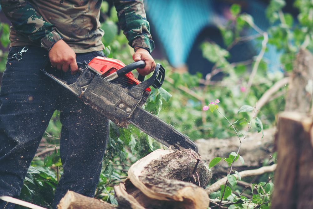 tree-removal-adelaide-professional-tree-cutting-big-0