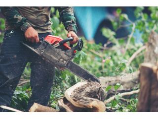 tree-removal-adelaide-professional-tree-cutting-small-0