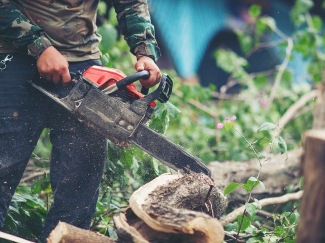 tree-removal-adelaide-professional-tree-cutting