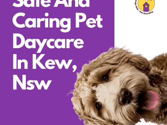 safe-and-caring-pet-daycare-in-kew-nsw
