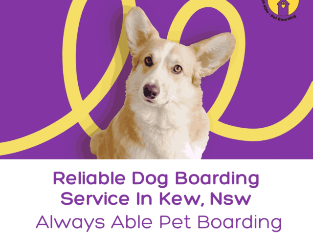 reliable-dog-boarding-service-in-kew-nsw