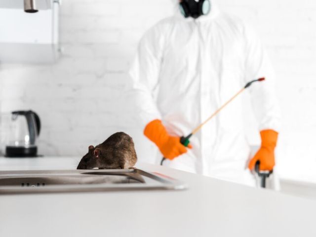 emergency-pest-control-in-honeywood