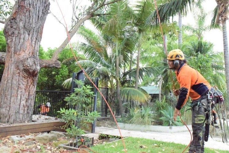 fast-storm-tree-removal-call-sydney-recovery-team-now-big-0