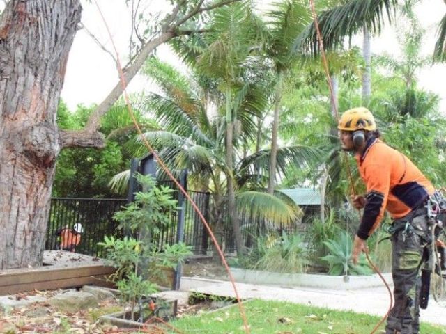 fast-storm-tree-removal-call-sydney-recovery-team-now