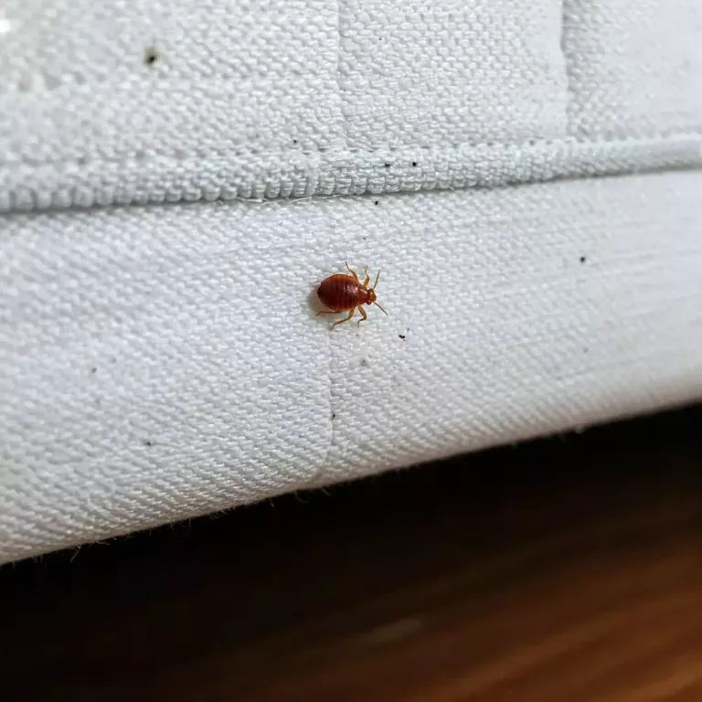 bed-bug-control-melbourne-protecting-your-home-from-hidden-pests-big-0