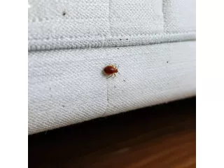 bed-bug-control-melbourne-protecting-your-home-from-hidden-pests-small-0