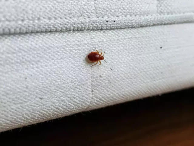 bed-bug-control-melbourne-protecting-your-home-from-hidden-pests