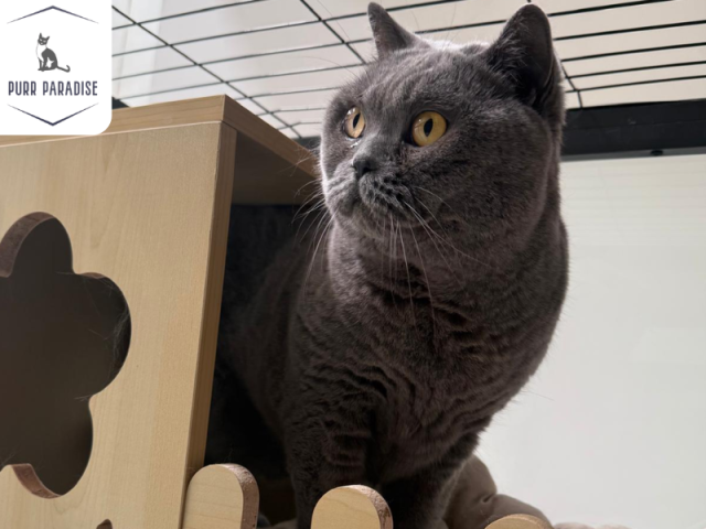 comfortable-cat-accommodation-in-melbourne