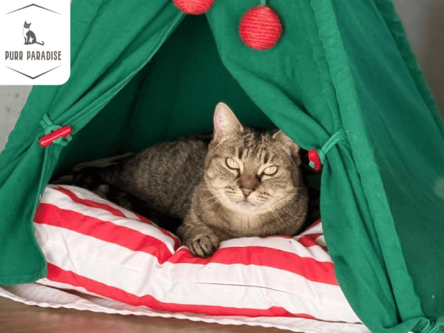 safe-and-affordable-cat-boarding-in-melbourne