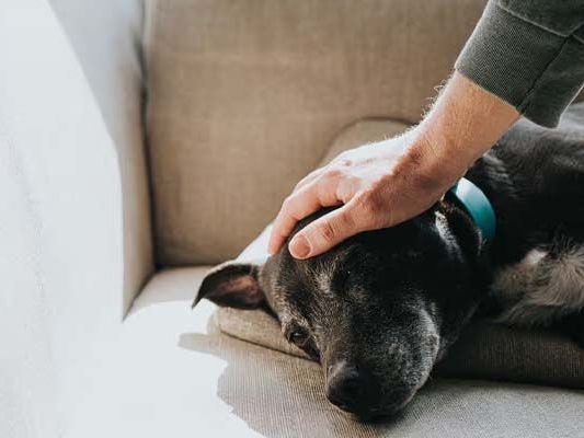 focused-service-at-an-affordable-dog-euthanasia-cost-melbourne