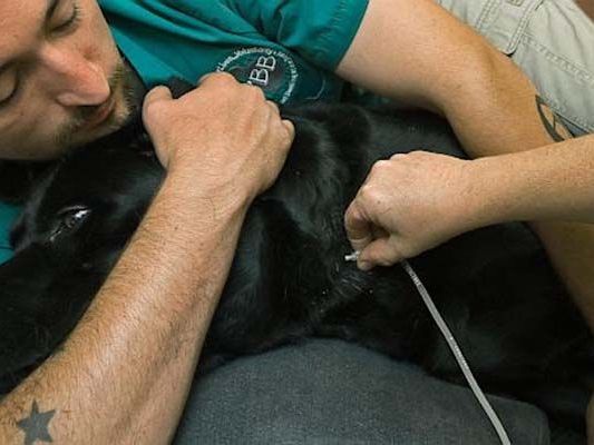understanding-the-practice-of-pet-euthanasia-melbourne-method