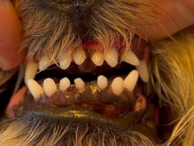 best-sedation-free-teeth-cleaning-for-dogs-service-in-windsor