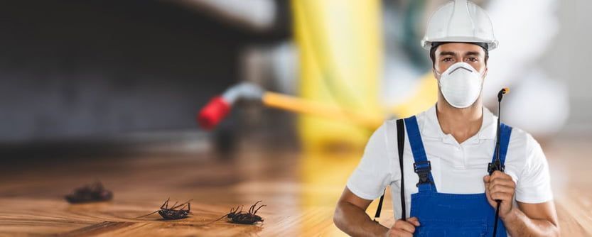 find-lasting-relief-with-pest-control-in-cranbourne-big-0