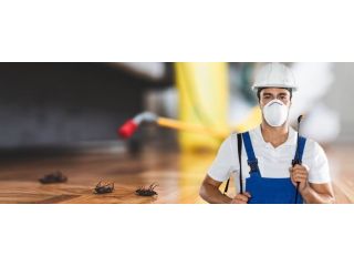 find-lasting-relief-with-pest-control-in-cranbourne-small-0