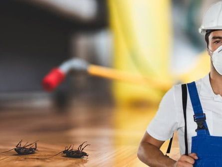 find-lasting-relief-with-pest-control-in-cranbourne