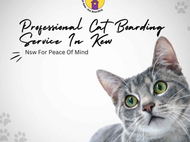 professional-cat-boarding-service-in-kew-nsw-for-peace-of-mind