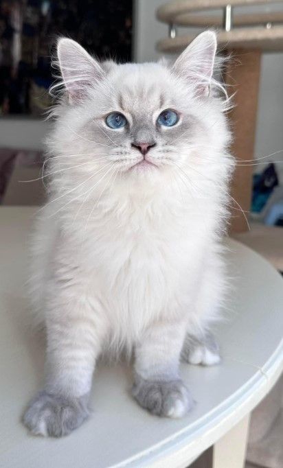 siberian-kittens-for-sale-about-kayla-big-0