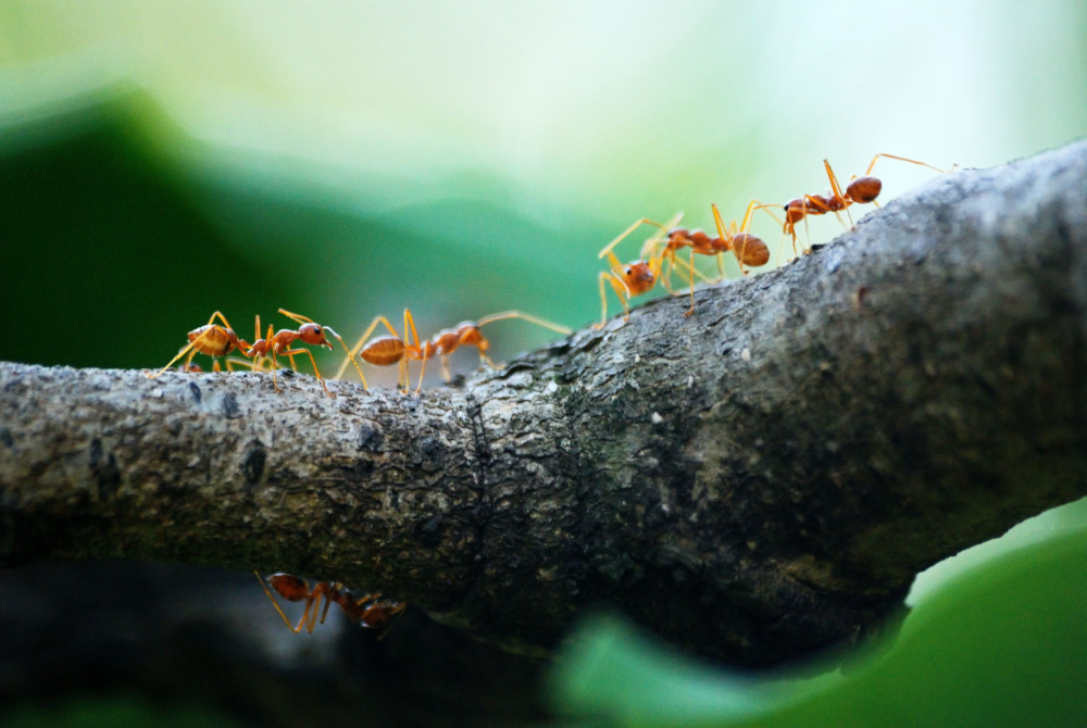fire-ants-gold-coast-control-services-termicide-big-0