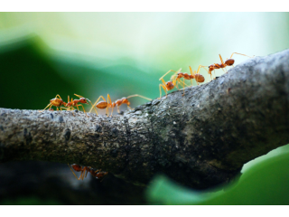 fire-ants-gold-coast-control-services-termicide-small-0