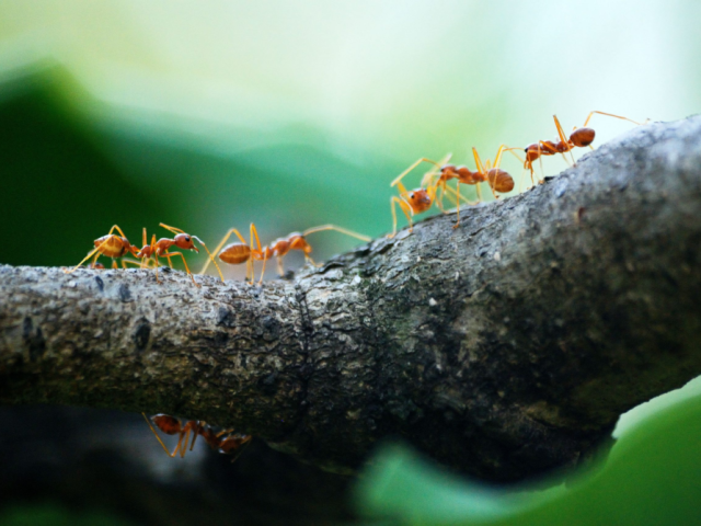 fire-ants-gold-coast-control-services-termicide