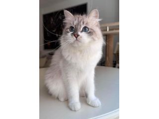 kia-siberian-kitten-small-0