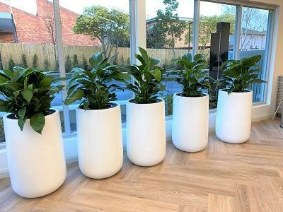 hire-plants-for-offices-to-create-a-fresh-green-environment-big-0