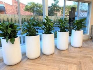 hire-plants-for-offices-to-create-a-fresh-green-environment-small-0