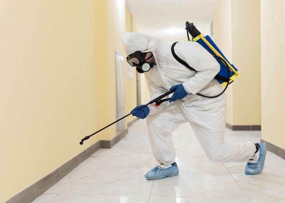 ant-treatment-gold-coast-reliable-solutions-for-homes-big-0