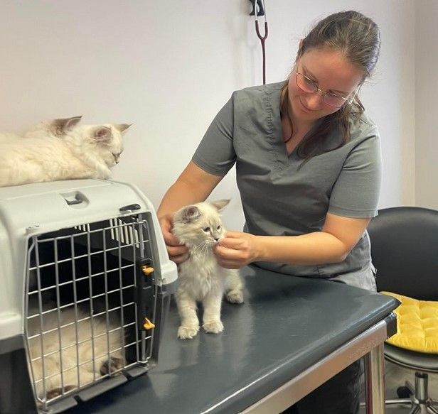 siberian-kitten-breeders-health-guarantee-big-0