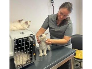 siberian-kitten-breeders-health-guarantee-small-0