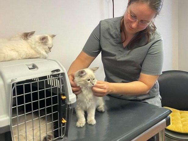 siberian-kitten-breeders-health-guarantee