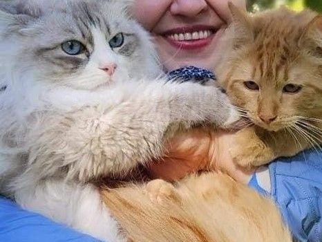 buy-siberian-cats-online