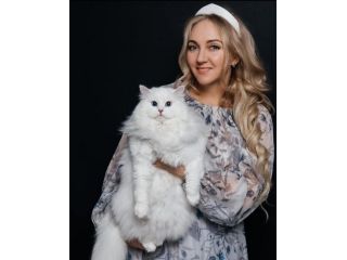purchase-best-siberian-cats-online-small-0
