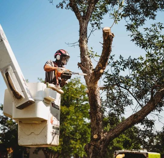 affordable-tree-removal-sutherland-shire-big-0
