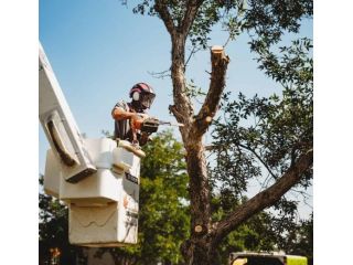 affordable-tree-removal-sutherland-shire-small-0