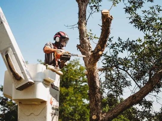 affordable-tree-removal-sutherland-shire