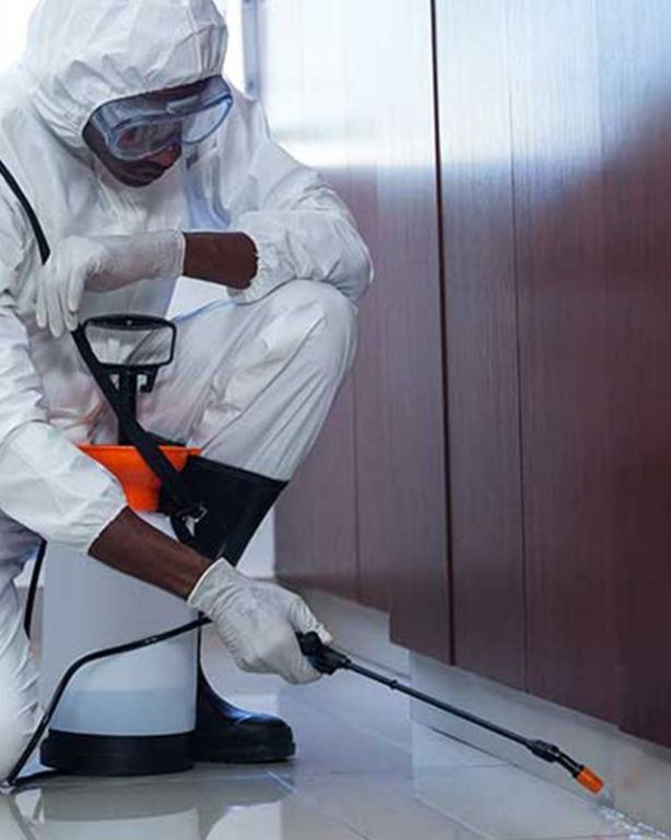 pre-purchase-pest-inspections-in-mooloolaba-big-0