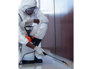 pre-purchase-pest-inspections-in-mooloolaba-small-0