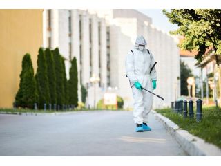 flea-treatment-gold-coast-reliable-solutions-for-homes-small-0