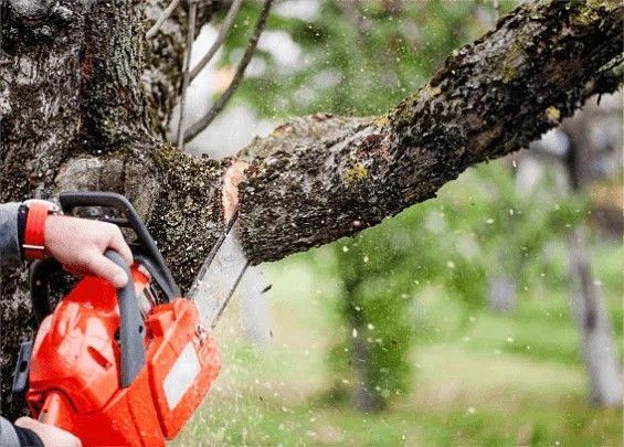expert-tree-removal-adelaide-247-local-arborists-big-0