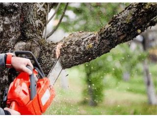 expert-tree-removal-adelaide-247-local-arborists-small-0