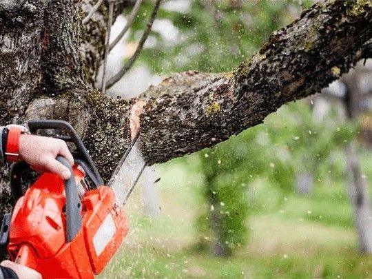 expert-tree-removal-adelaide-247-local-arborists