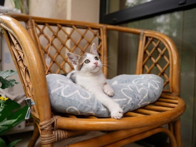 budget-friendly-cat-accommodation-in-melbourne
