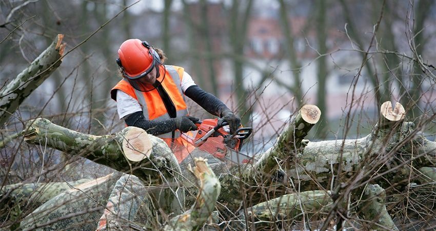tree-removal-adelaide-expert-arborists-safe-tree-services-big-0
