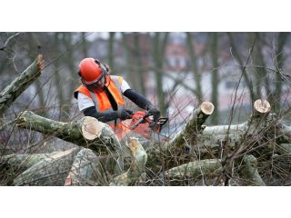 tree-removal-adelaide-expert-arborists-safe-tree-services-small-0