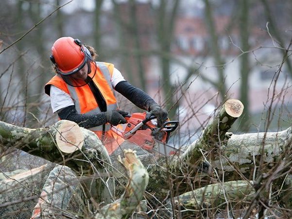 tree-removal-adelaide-expert-arborists-safe-tree-services