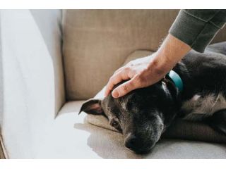 dog-euthanasia-melbourne-helping-you-through-difficult-moments-small-0