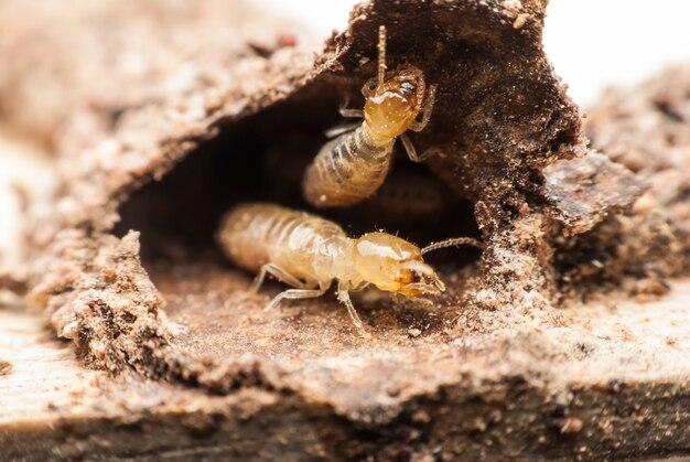 termite-protection-gold-coast-trusted-termicide-experts-big-0