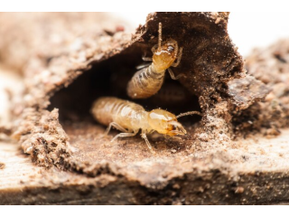 termite-protection-gold-coast-trusted-termicide-experts-small-0