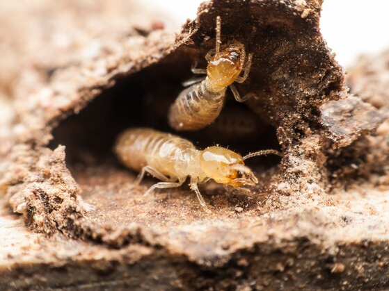 termite-protection-gold-coast-trusted-termicide-experts